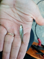 Telestes pleurobipunctatus