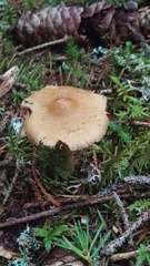 Cortinarius rubellus