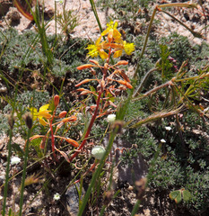 Bulbine torta