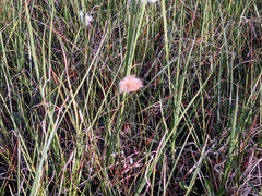 Eriophorum chamissonis