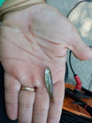 Telestes pleurobipunctatus