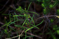 Oxalis polyphylla polyphylla