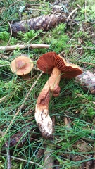 Cortinarius rubellus