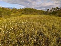 Eriophorum chamissonis