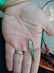 Telestes pleurobipunctatus