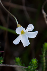 Oxalis polyphylla polyphylla