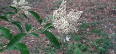Buddleja parviflora