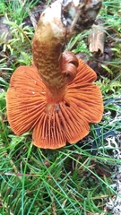 Cortinarius rubellus