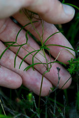 Oxalis polyphylla polyphylla