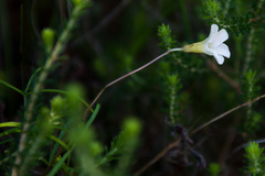 Oxalis polyphylla polyphylla