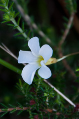 Oxalis polyphylla polyphylla