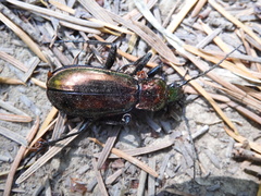 Carabus splendens