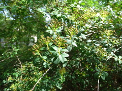Spiraea trichocarpa