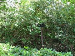 Spiraea trichocarpa