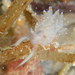 Flabellina pricei - Photo (c) cassidy, some rights reserved (CC BY-NC), uploaded by cassidy