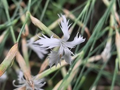 Dianthus awaricus