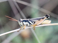 Melanoplus glaucipes