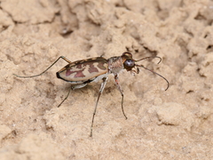 Cephalota circumdata circumdata