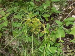 Peucedanum ruthenicum