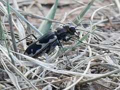 Cicindela schauppii