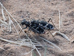 Cicindela schauppii