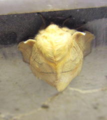 Philotherma rosa