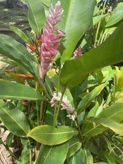 Alpinia purpurata