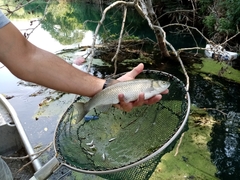 Squalius peloponensis