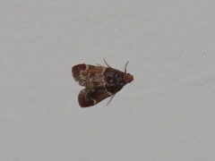 Pyralis lienigialis