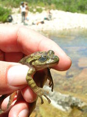 Heleophryne purcelli