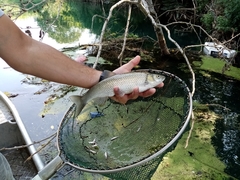 Squalius peloponensis