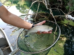 Squalius peloponensis