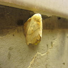 Philotherma rosa