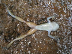 Heleophryne purcelli