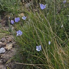 Wahlenbergia cuspidata