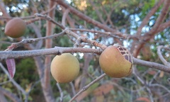 Hancornia speciosa