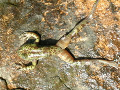 Heleophryne purcelli