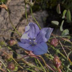 Wahlenbergia cuspidata