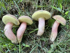 Boletus patrioticus