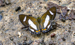 Siseme alectryo alectryo