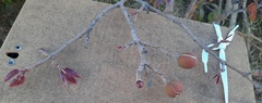 Hancornia speciosa