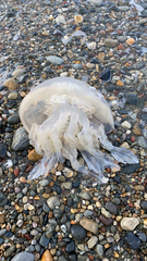 Rhizostomatidae