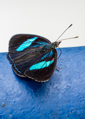 Diaethria euclides gueneei