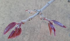 Hancornia speciosa