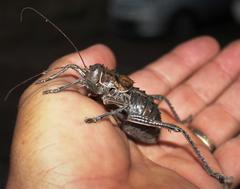 Hetrodes pupus pupus