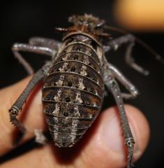 Hetrodes pupus pupus