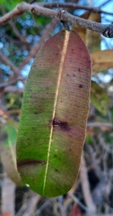 Hancornia speciosa