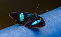 Diaethria euclides gueneei