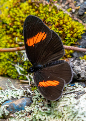 Castilia castilla