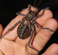 Hetrodes pupus pupus